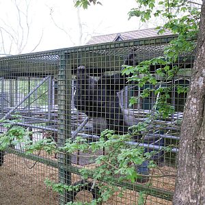 Port Lympne Wild Animal Park 16th May 2010