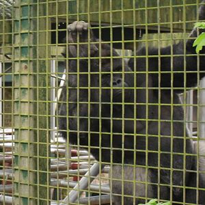 Port Lympne Wild Animal Park 16th May 2010