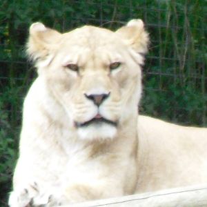 Port Lympne Wild Animal Park 16th May 2010