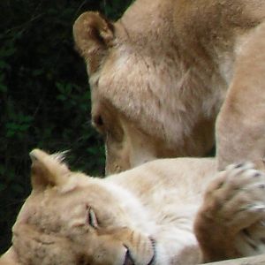 Port Lympne Wild Animal Park 16th May 2010