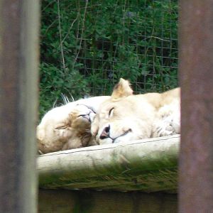Port Lympne Wild Animal Park 16th May 2010