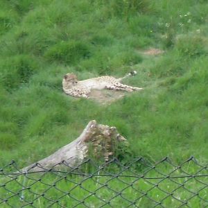 Port Lympne Wild Animal Park 16th May 2010