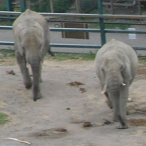 Port Lympne Wild Animal Park 16th May 2010
