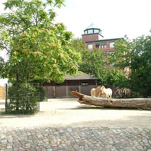 Horse Paddock at Berlin Zoo, 31/08/11