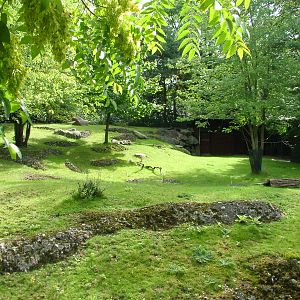 Serow Exhibit at Berlin Zoo, 31/08/11