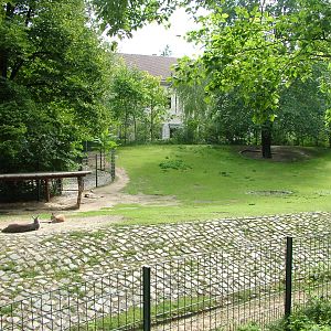 Kangaroo Exhibit at Berlin Zoo, 31/08/11