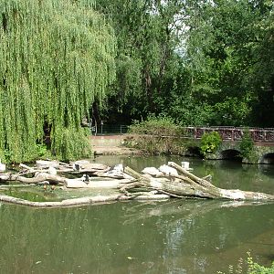 Pelican Lake at Berlin Zoo, 31/08/11