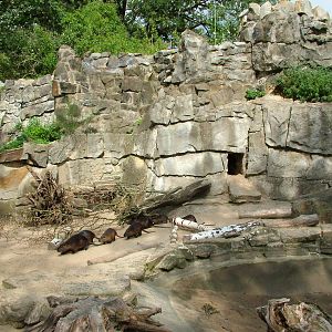 Coypu Exhibit at Berlin Zoo, 31/08/11