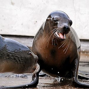 Californian Sealions
