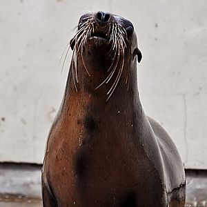 Californian Sealions