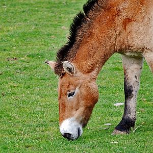 Przewalski Wild Horse