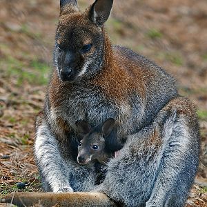 Red Necked Wallaby and Joey