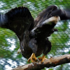 White-tailed Sea Eagle
