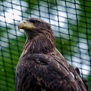 White-tailed Sea Eagle