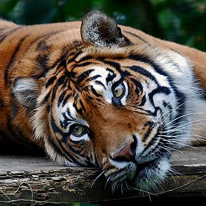 Male Sumatran Tiger