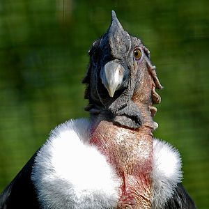 Andean Condor