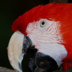 Scarlet Macaw