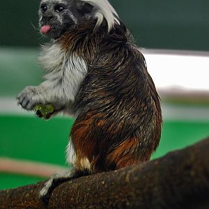 Cotton Top Tamarin