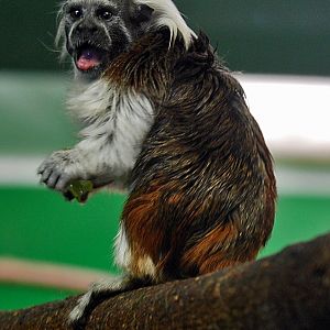 Cotton Top Tamarin