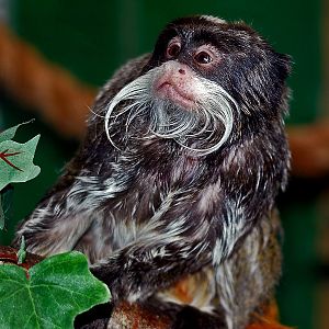 emperor marmoset