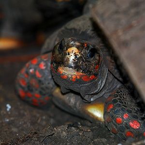 Red-Footed Tortoise