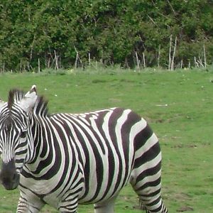 Port Lympne Wild Animal Park 16th May 2010