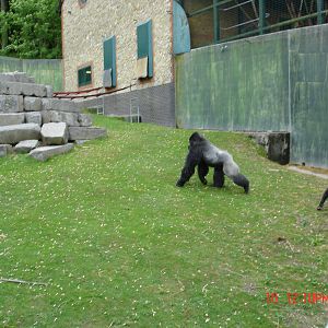 Gorilla Day At Port Lympne 16th May 2009