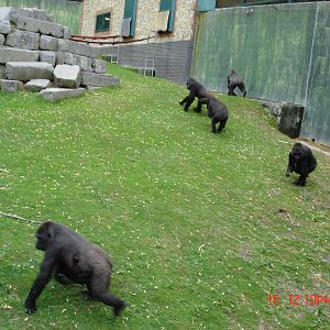 Gorilla Day At Port Lympne 16th May 2009
