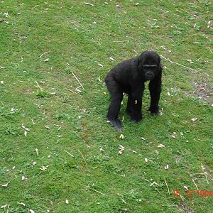 Gorilla Day At Port Lympne 16th May 2009