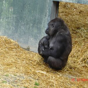 Gorilla Day At Port Lympne 16th May 2009