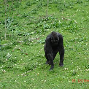 Gorilla Day At Port Lympne 16th May 2009