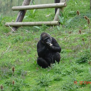Gorilla Day At Port Lympne 16th May 2009