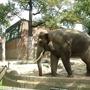Asian Elephant at Berlin Zoo, 31/08/11