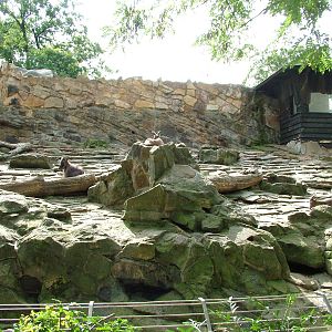 Tahr Exhibit at Berlin Zoo, 31/08/11