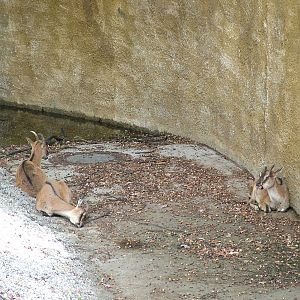 Cretan Wild Goats at Berlin Zoo, 31/08/11