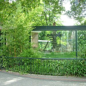 Giant Panda Exhibit at Berlin Zoo, 31/08/11