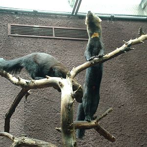 Tayras at Berlin Zoo, 31/08/11