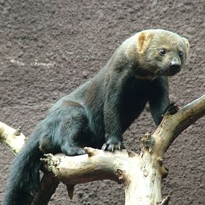 Tayra at Berlin Zoo, 31/08/11