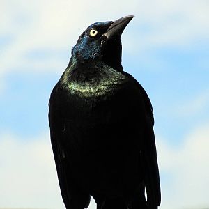 Common Grackle