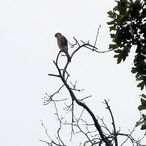 American Kestrel