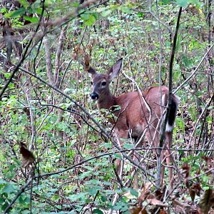 White-tailed Deer