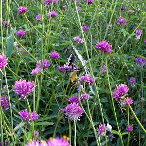 Spider Eating A Butterfly