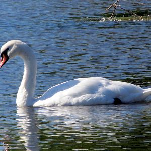 Mute Swan