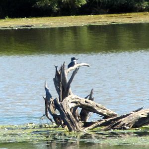 Belted Kingfisher