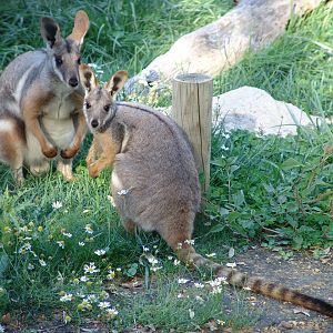 Yellow-footed Rock Wallaby (Petrogale xanthopus xanthopus)