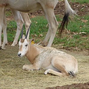Young Scimitar-horned Oryx (Oryx dammah)