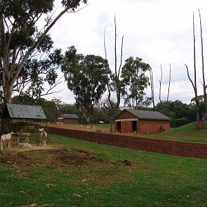 Scimitar-horned Oryx's (Oryx dammah) enclosure in front, Blackbuck's (Antil