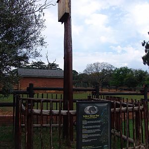Roosting nest for African Yellow Bat (Scotophilus dinganii)