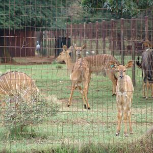 Nyala's enclosure (Tragelaphus angasii)