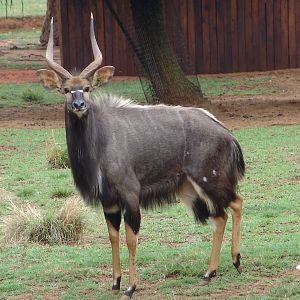 Nyala (Tragelaphus angasii) buck